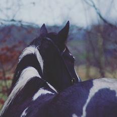 Pinto La Tinka Primavera *Min baby&Dulle2*