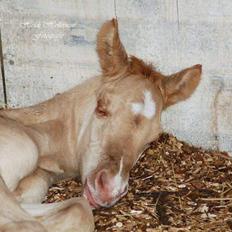 Quarter Triple Rugged Cookie