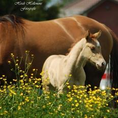 Quarter Triple Rugged Cookie