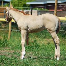 Quarter Triple Rugged Cookie