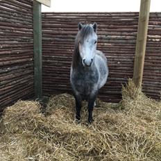 Dartmoor Klostermarkens Julius
