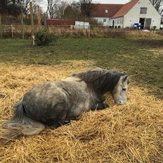 Dartmoor Klostermarkens Julius