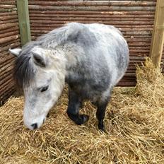 Dartmoor Klostermarkens Julius
