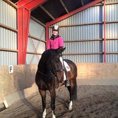 Dansk Varmblod Surely Perfect