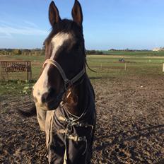 Dansk Varmblod Surely Perfect