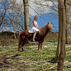 Islænder Ljúfur fra Yggdrasil