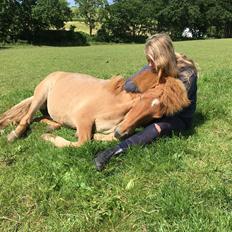 Islænder Fjalladís Fra Nordal