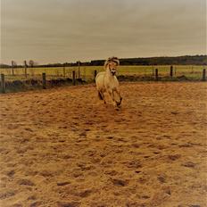 Fjordhest Rimbo møldrup