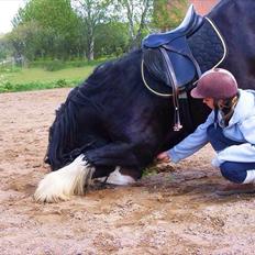 Irish Cob Sir Victor Of Ireland, solgt