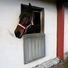 Standardbred Onki *Sille*