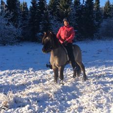 Islænder Þór frá tjörn