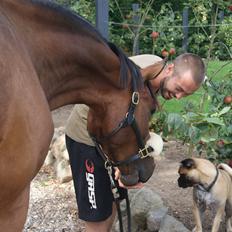 Dansk Varmblod Solbakken's Rocksley