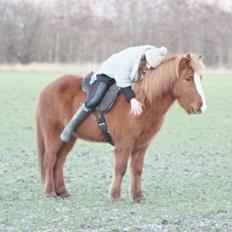 Islænder Thor fra Brændskov