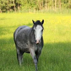 Welsh Mountain (sec A) Fakla Annabell