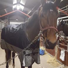 Dansk Varmblod Runehøjs Ziggie