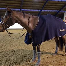 Dansk Varmblod Runehøjs Ziggie