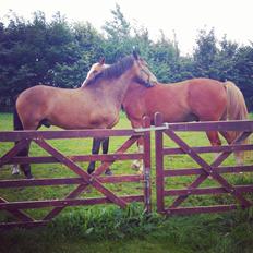 New Forest Kjeldalsgaards Juvel 