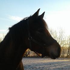 New Forest Kjeldalsgaards Juvel 