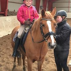 Anden særlig race Bastian (Solgt)