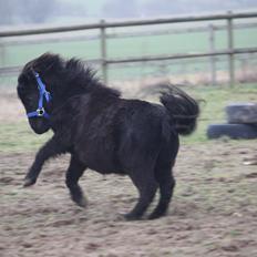 Shetlænder silver (solgt) 