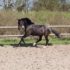 Oldenborg Gørklintgårds lilac