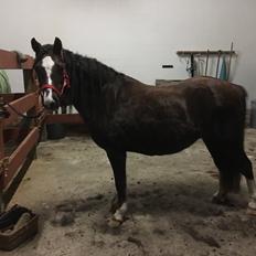 Welsh Pony (sec B) Lyngvejens peteuska