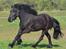 Fell pony Strandgaardens Black Jack - Fuld fart frem... forår 2014