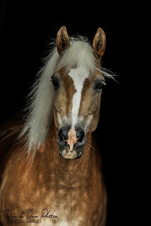 Tyroler Haflinger Higeta billede 1