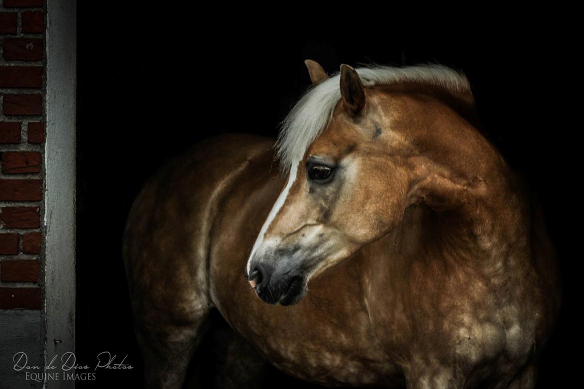 Tyroler Haflinger Higeta billede 14