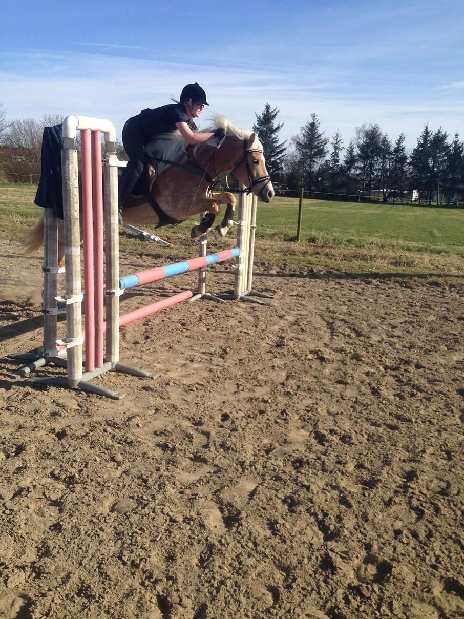 Tyroler Haflinger Higeta billede 4