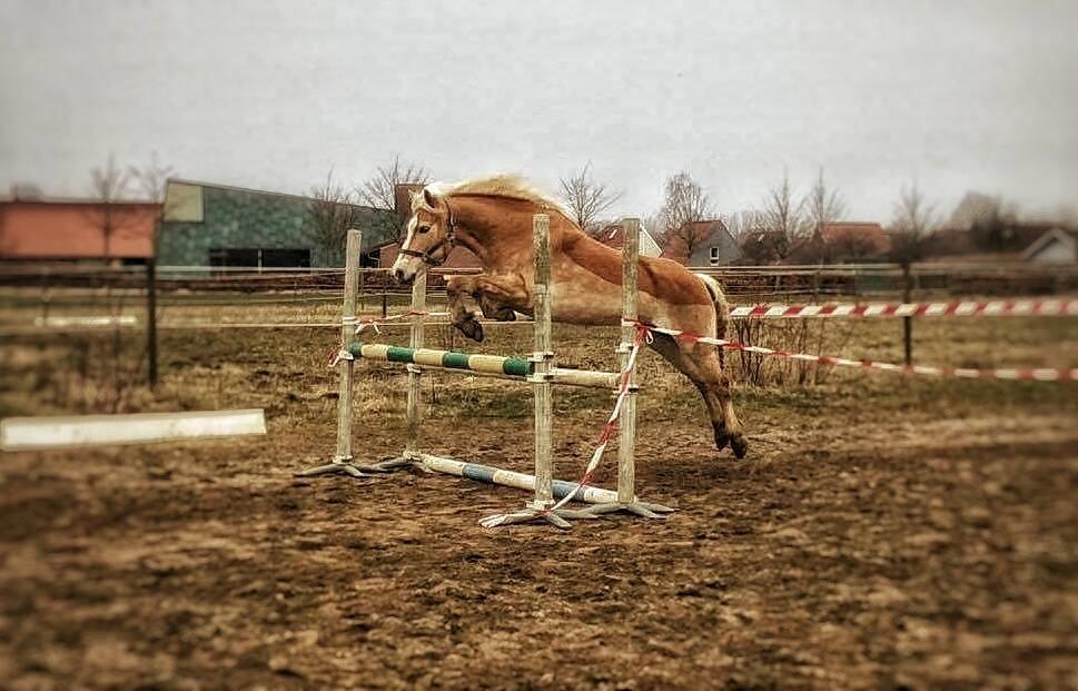 Tyroler Haflinger Higeta billede 3