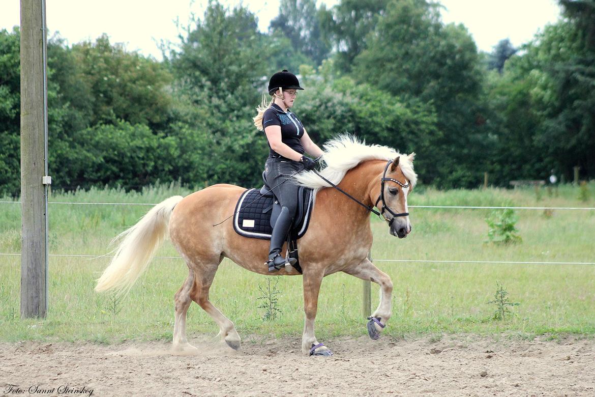 Tyroler Haflinger Higeta billede 2
