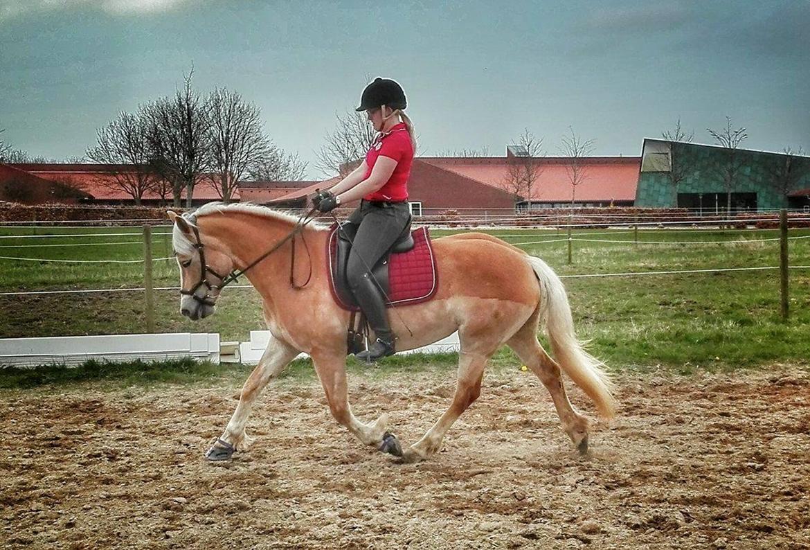 Tyroler Haflinger Higeta billede 5