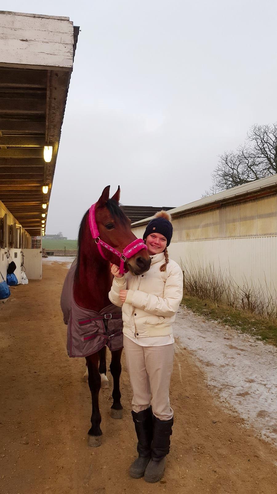 Anden særlig race Cassiopeia [Tidl. Hest] billede 2