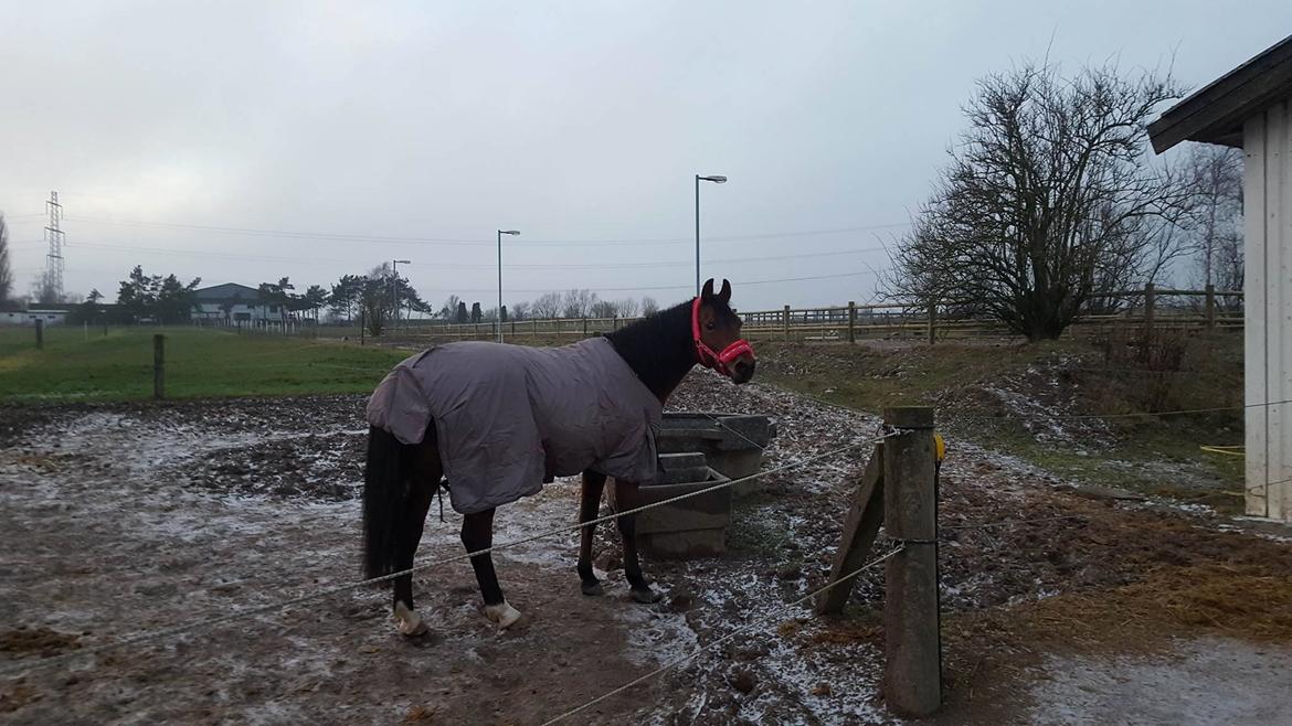 Anden særlig race Cassiopeia [Tidl. Hest] billede 4