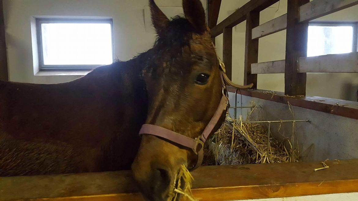 Anden særlig race Cassiopeia [Tidl. Hest] billede 6