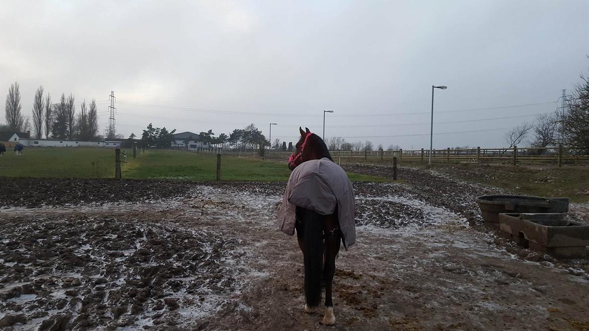 Anden særlig race Cassiopeia [Tidl. Hest] billede 8