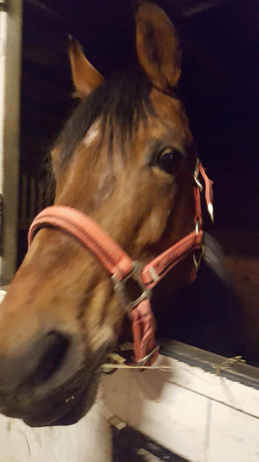 Anden særlig race Cassiopeia [Tidl. Hest] billede 5