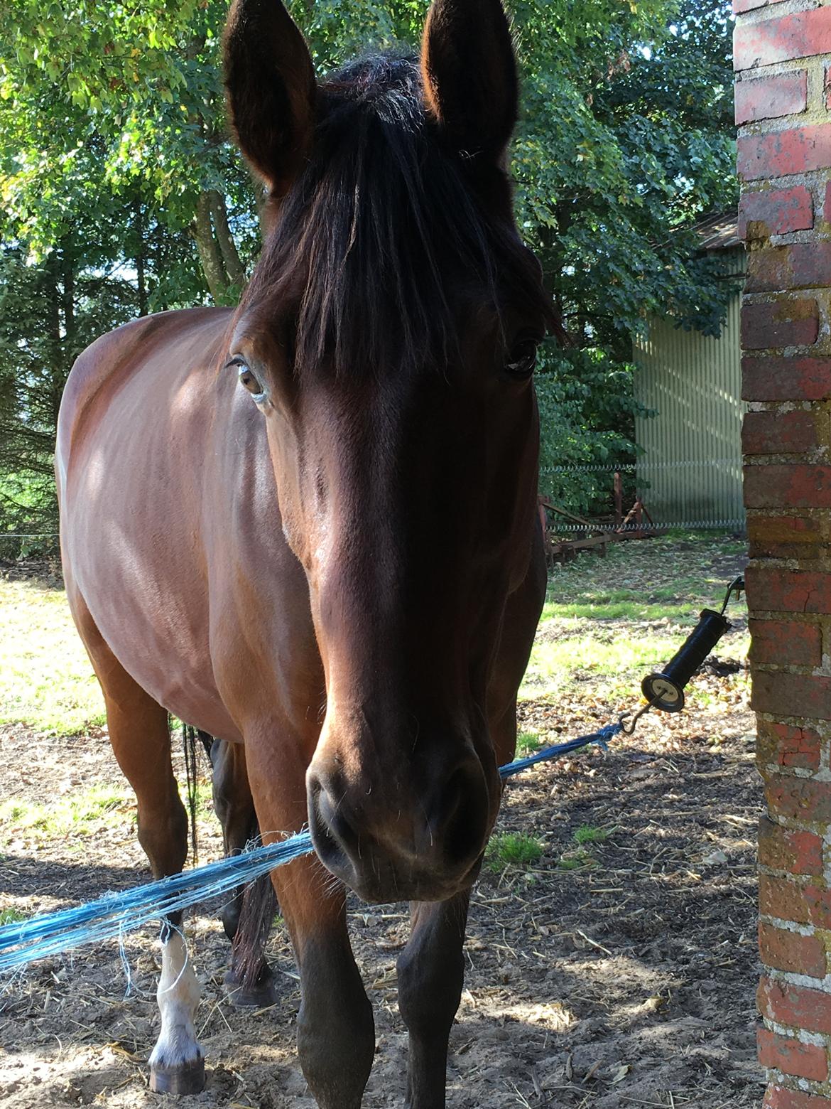 Dansk Varmblod Kidholms Lord Watzon billede 1