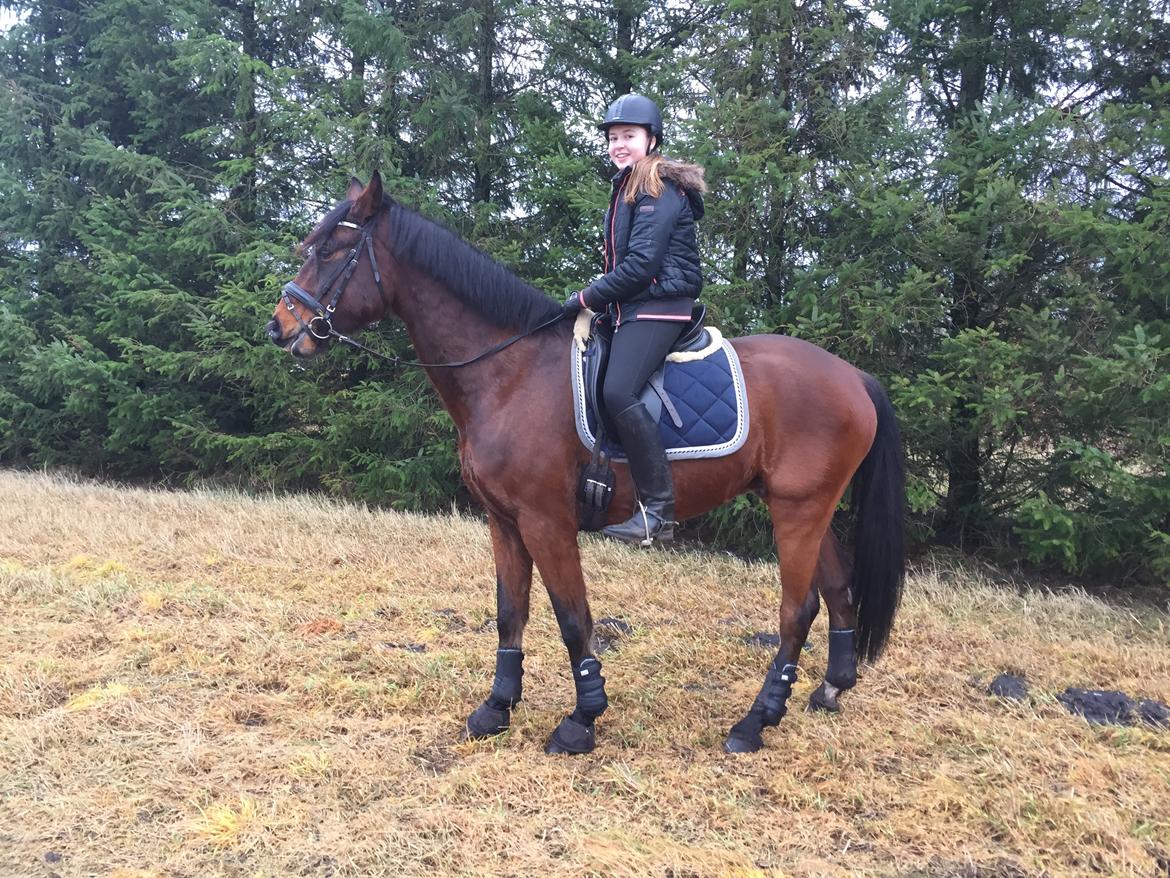 Dansk Varmblod Kidholms Lord Watzon billede 4