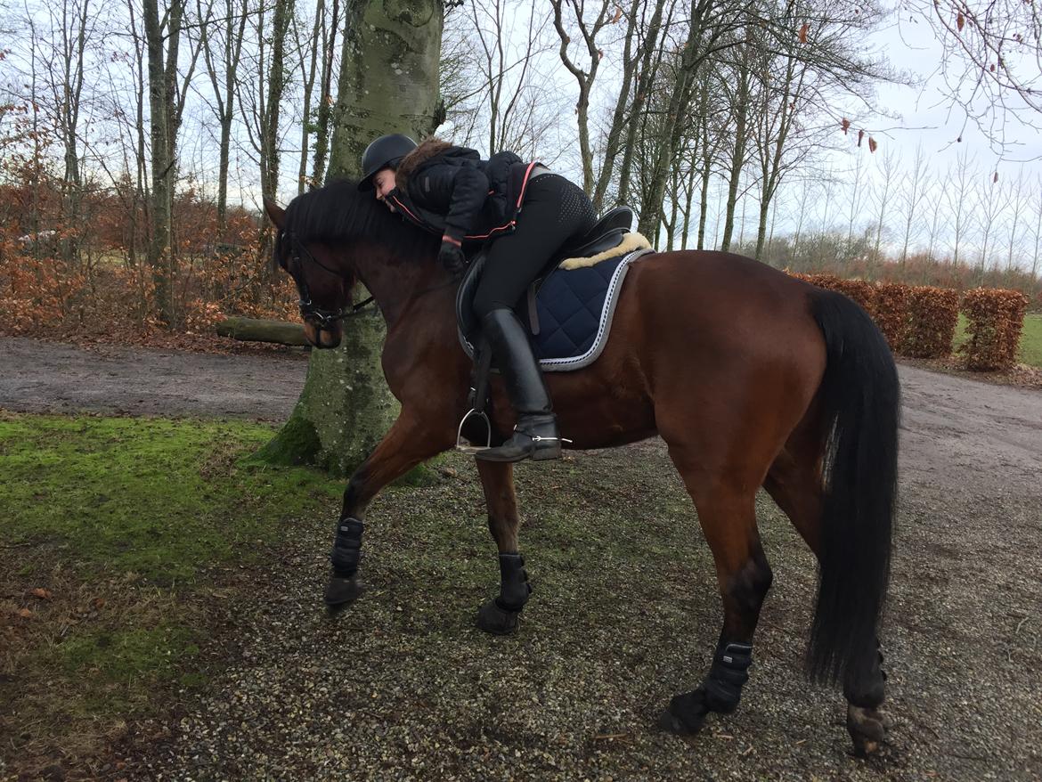 Dansk Varmblod Kidholms Lord Watzon billede 5