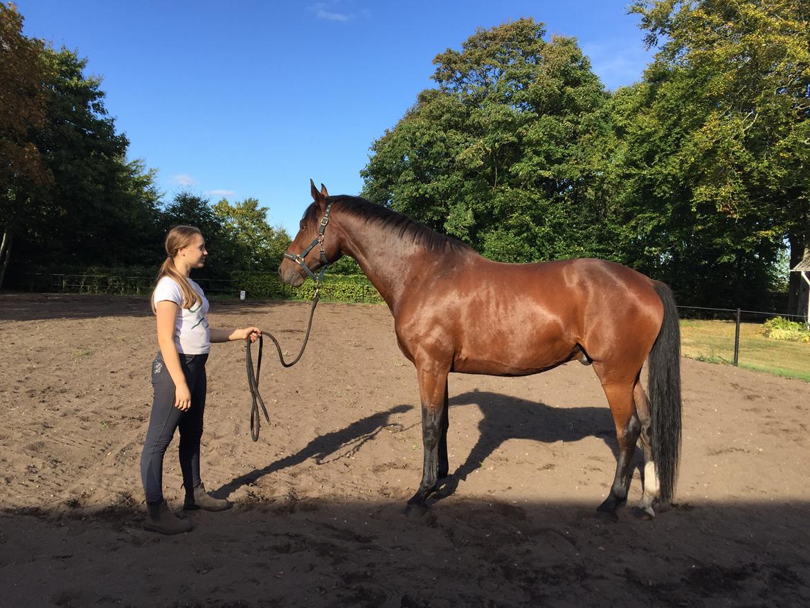 Dansk Varmblod Kidholms Lord Watzon billede 2