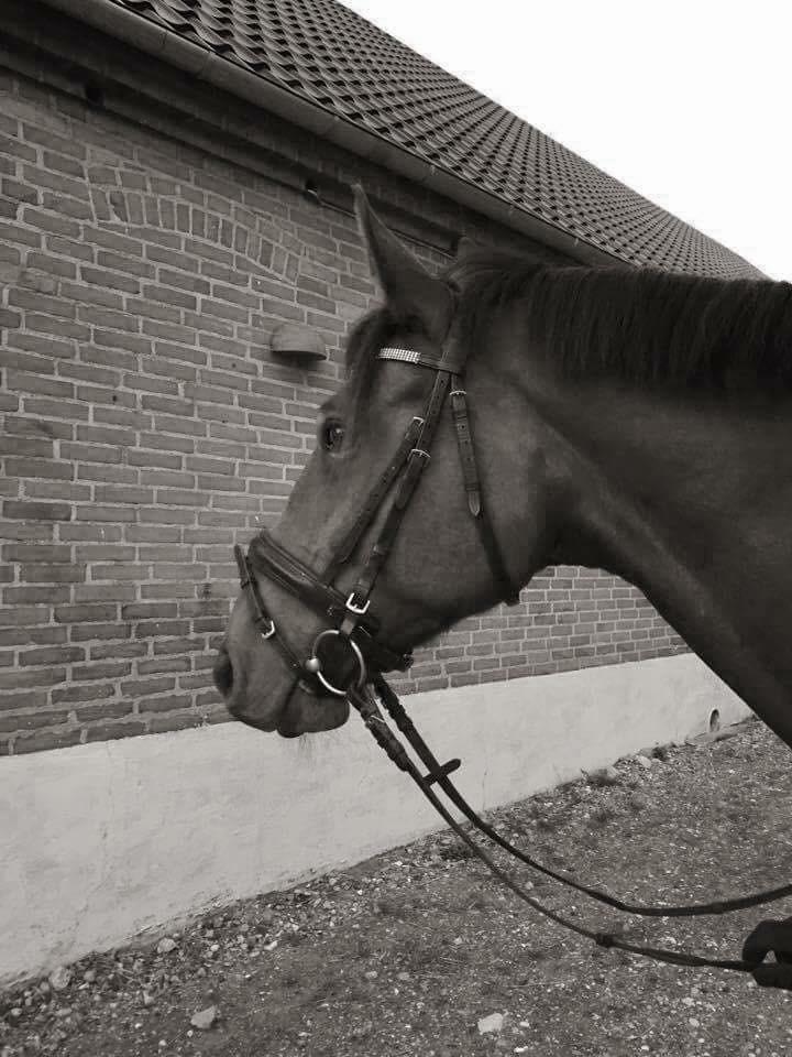 Dansk Varmblod Kidholms Lord Watzon billede 3