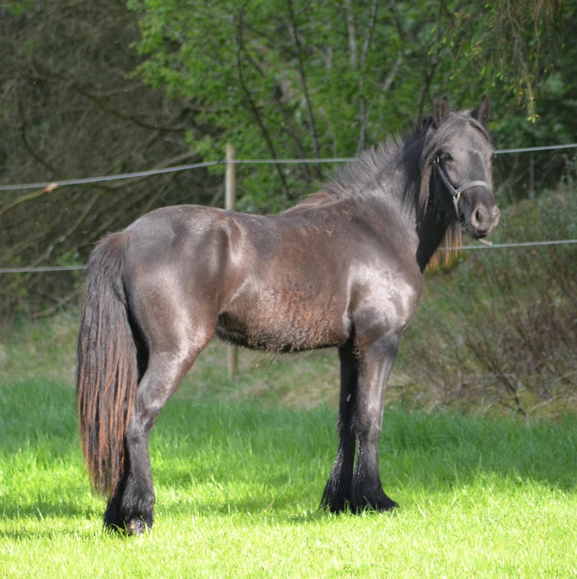 Fell pony Strandgaardens Black Jack - Smukke Jack, 3 år gammel billede 21