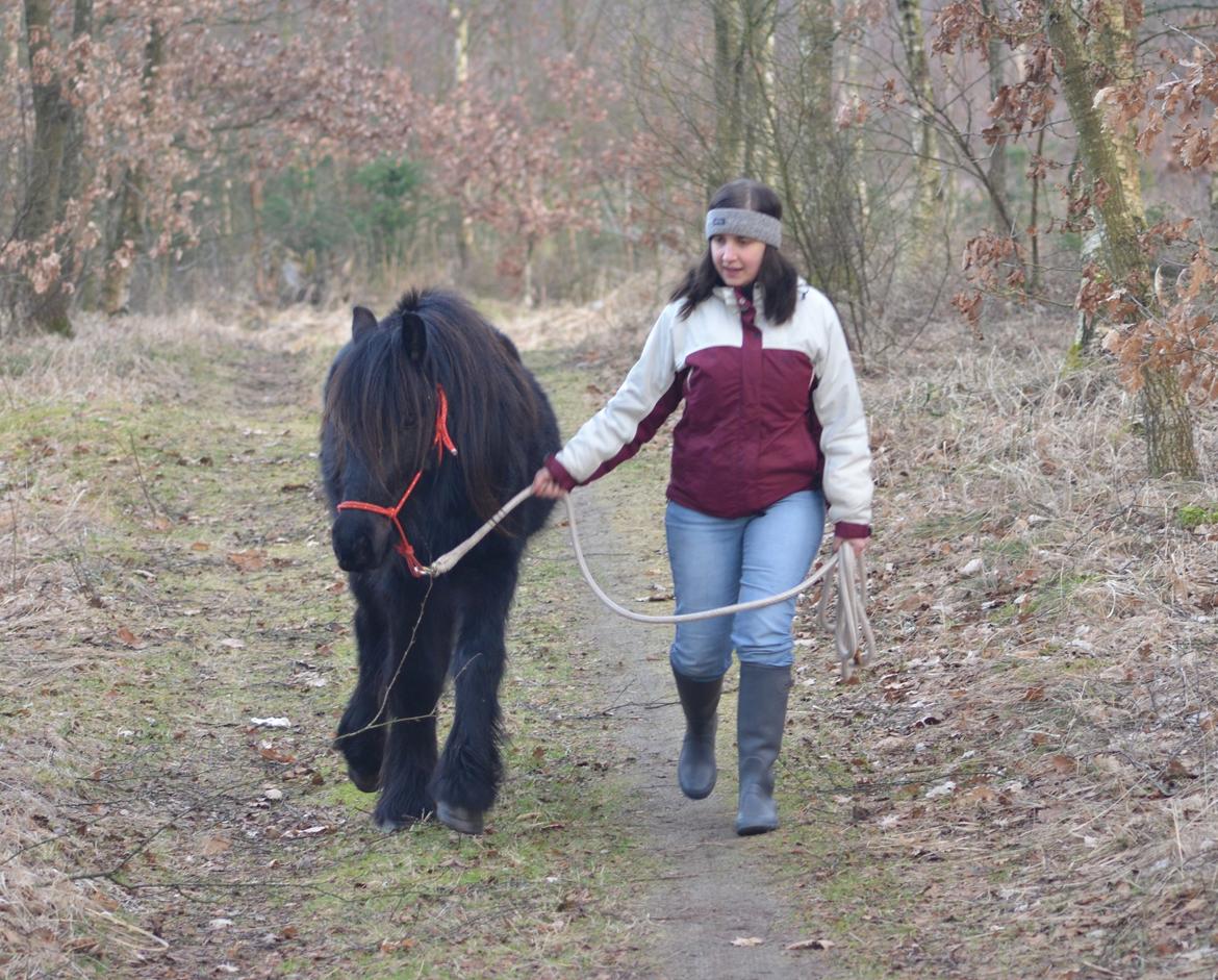 Fell pony Strandgaardens Black Jack - Jack er super sød og nem at have med ud på tur. Nysgerrig, men ikke bange for noget. billede 23