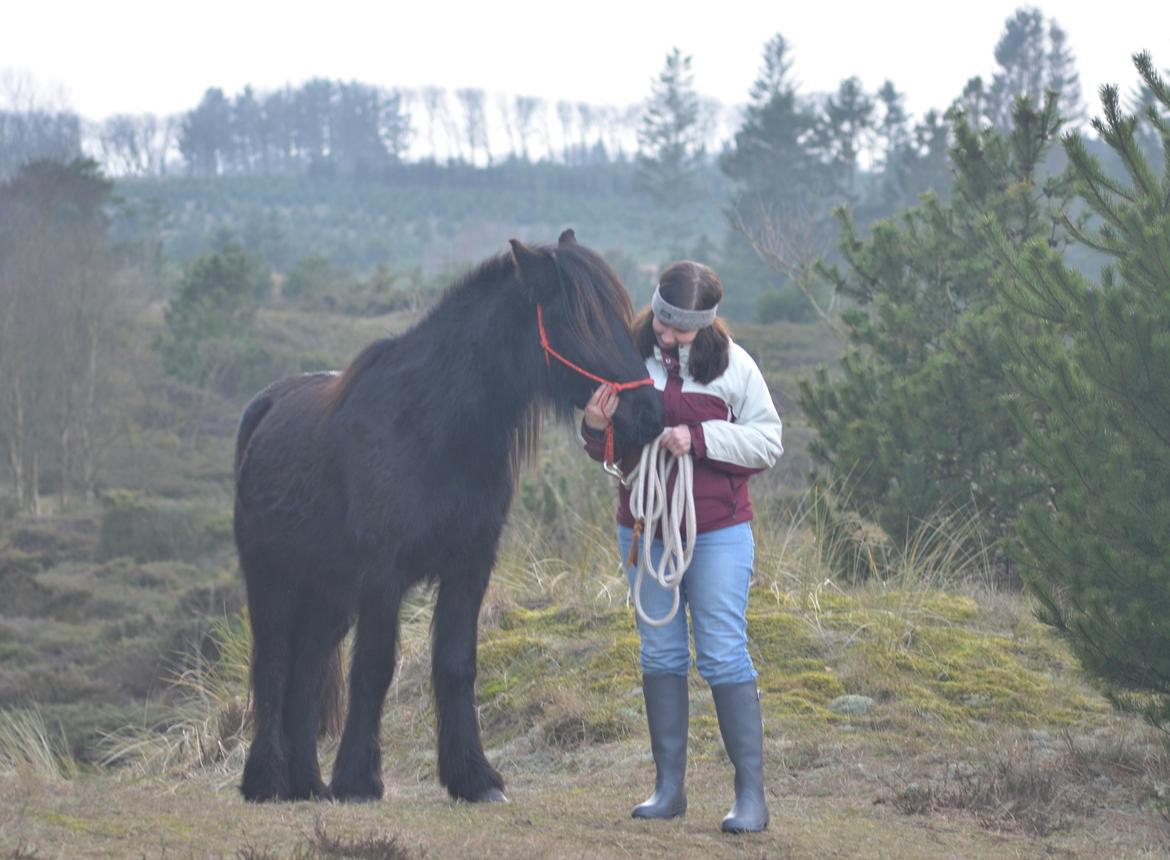 Fell pony Strandgaardens Black Jack - Elsker min pony! billede 24