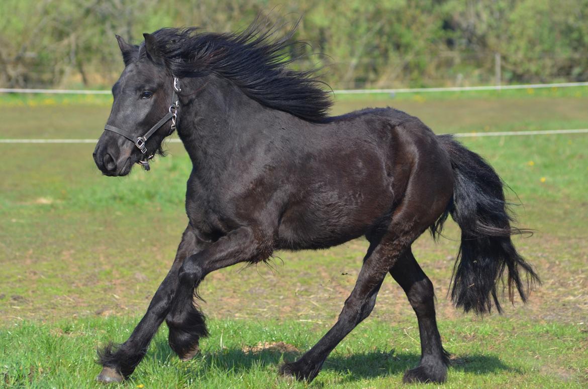 Fell pony Strandgaardens Black Jack - Fuld fart frem... forår 2014 billede 25