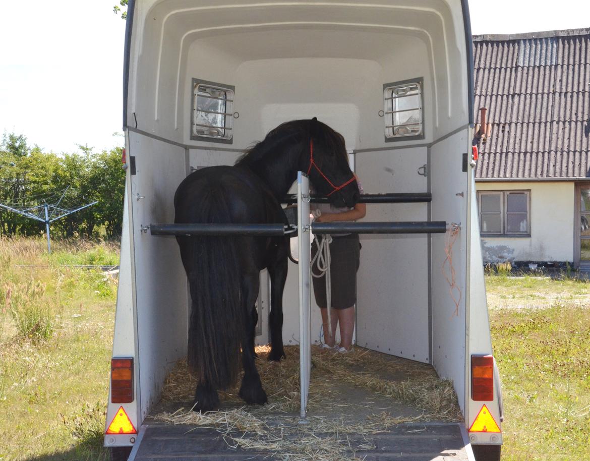 Fell pony Strandgaardens Black Jack - At stå pænt i traileren med lukket bom er heller ikke noget problem for en cool Fell pony. billede 30