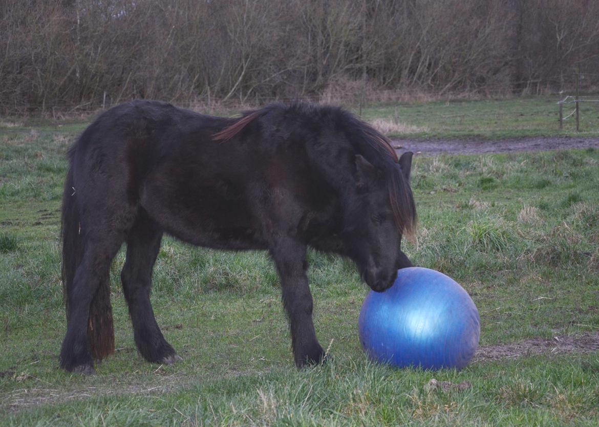 Fell pony Strandgaardens Black Jack - Jack elsker sin gymball... billede 36