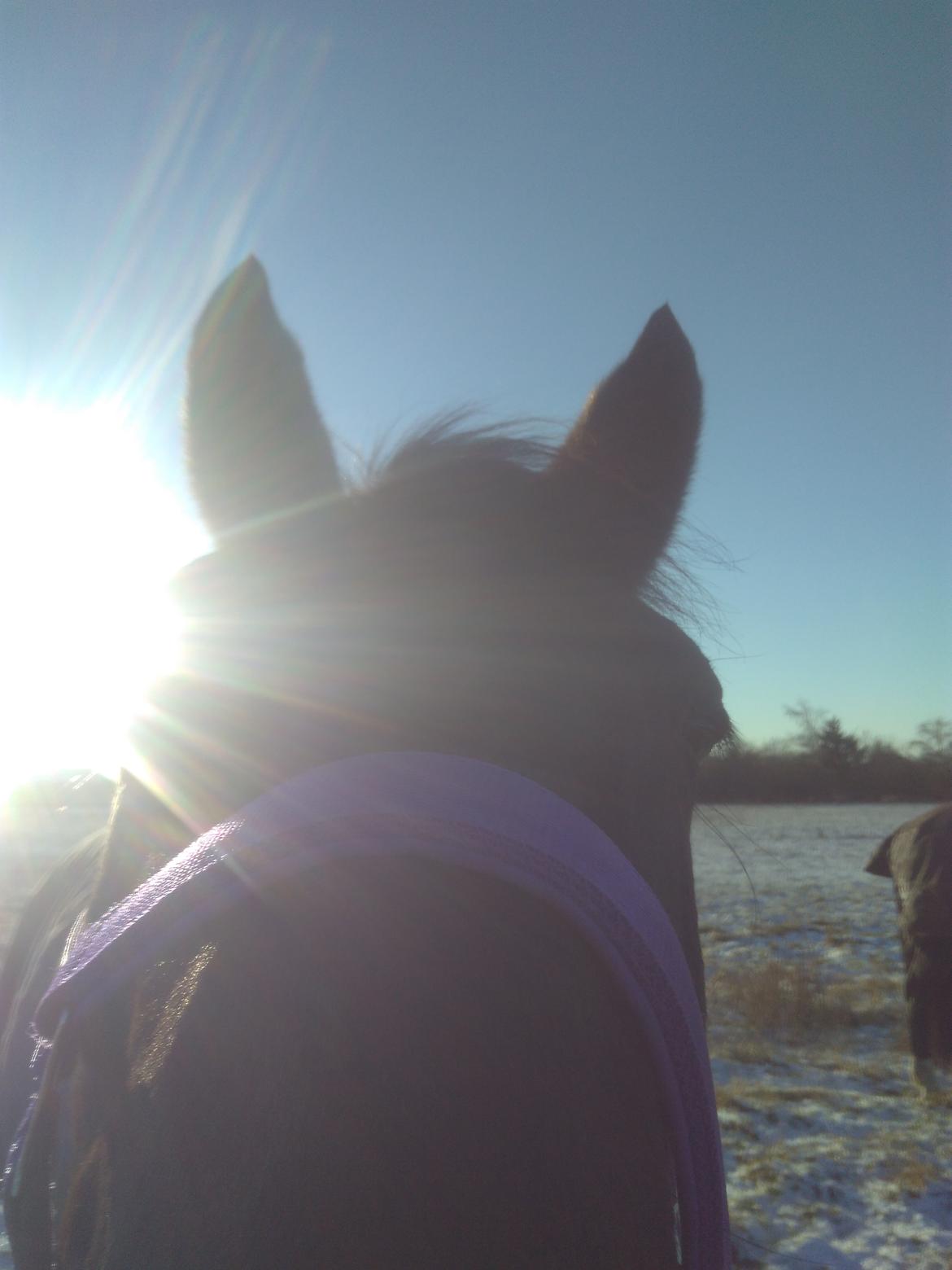 Dansk Varmblod Curly Ladegaard <3 billede 9